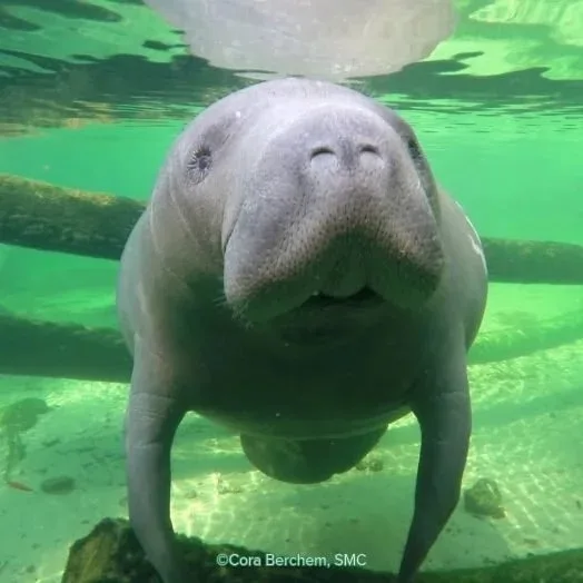 Moo Shoo the manatee swimming toward the camera in clear spring water