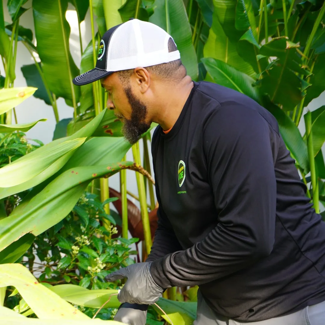 A technician working in tropical planting